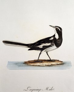Bergeronnette pie mâle, gravure de Histoire Naturelle des Oiseaux d