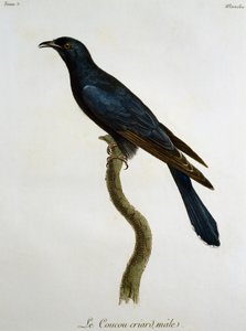 Coucou noir mâle (Cuculus clamosus), gravure de Histoire Naturelle des Oiseaux d