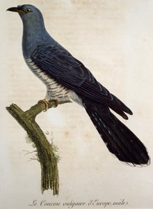 Coucou gris mâle (Cuculus canorus), gravure de Histoire Naturelle des Oiseaux d