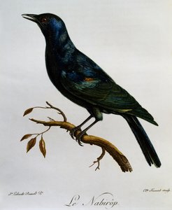 Étourneau à ailes pâles (Onychognathus nabouroup), gravure de Histoire Naturelle des Oiseaux d