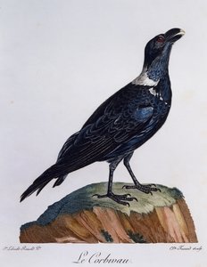 Corbeau à cou blanc (Corvus albicollis), gravure de Histoire Naturelle des Oiseaux d