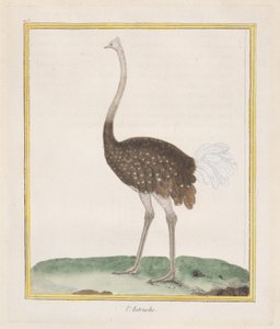 Autruche, 1770-86