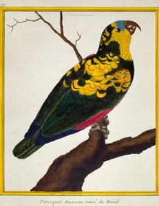 Amazone à front bleu (Amazona aestiva), de Histoire naturelle des oiseaux
