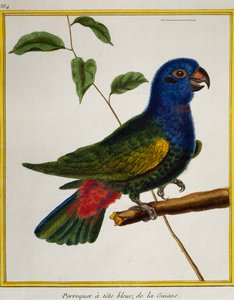 Perroquet à tête bleue (Pionus menstruus), de Histoire naturelle des oiseaux - Francois Nicolas Martinet