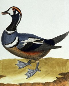 Canard à collier - Francois Nicolas Martinet