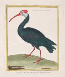 Courly à tête nue, du Cap de Bonne Espérance, 1770-1786 - Francois Nicolas Martinet