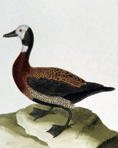 Canard de Maragnan