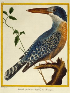 Martin-pêcheur géant, de Histoire naturelle des oiseaux