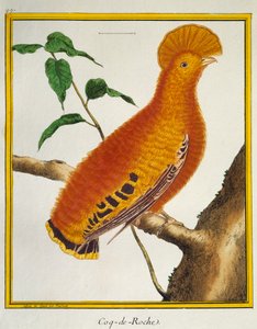 Coq-de-roche orange (Rupicola rupicola), de Histoire naturelle des oiseaux - Francois Nicolas Martinet