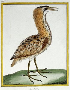Science. Zoologie. Butor. Gravure par François Nicolas Martinet dans : Histoire naturelle des oiseaux, par Georges Louis Leclerc de Buffon, France, c.1777