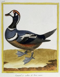 Science. Zoologie. Canard de Terre-Neuve. Gravure par François Nicolas Martinet dans : Histoire naturelle des oiseaux, par Georges Louis Leclerc de Buffon, France, c.1777 (gravure en couleur)