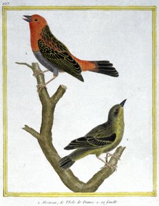 Science. Zoologie. Moineau domestique de l