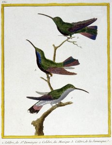 Science. Zoologie. Colibri de Saint-Domingue, Mexique et Jamaïque. Gravure par François Nicolas Martinet dans : Histoire naturelle des oiseaux, par Georges Louis Leclerc de Buffon, France, c.1777 - Francois Nicolas Martinet