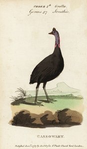 Casoar à casque, Casuarius casuarius