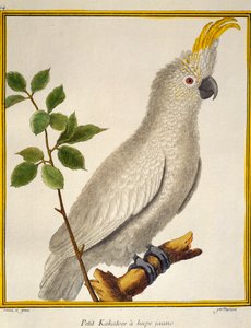 Cacatoès à huppe jaune (Cacatua sulphurea), de Histoire naturelle des oiseaux - Francois Nicolas Martinet