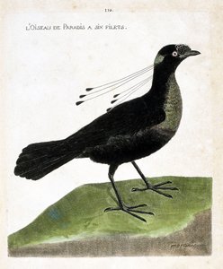 Planche zoologique (ornithologie) : oiseau de paradis à six filets (wahnes paradise ou wahnesi patoria). Illustration dans « L
