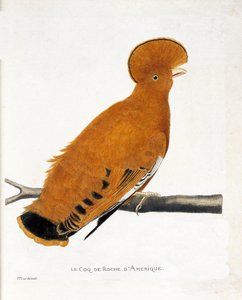 Planche zoologique (ornithologie) : Coq de roche américain (coq orange ou rupicola rupicola) sur une branche