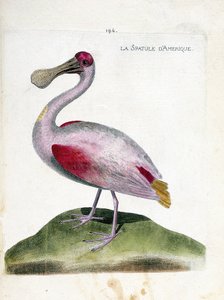 Carte zoologique (ornithologie) : spatule rosée (platalea ajaja). Illustration dans « L