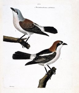 Planche zoologique (ornithologie) : En bas : la pie-grièche à tête rousse (lanius senator) et sa femelle (pie-grièche écorcheur ou lanius collurio) sur la branche supérieure. - Francois Nicolas Martinet