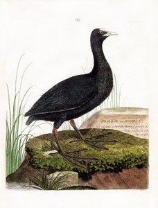Planche zoologique (ornithologie) : Foulque macroule (macroule cot ou fulica atra). Illustration dans « L