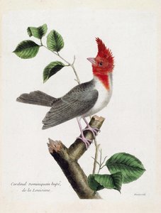 Planche zoologique (ornithologie) : Cardinal dominicain huppé (parare huppé ou paroaria coronata) sur une branche. Illustration dans « L