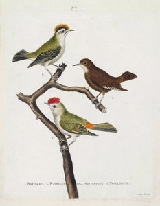 Planche zoologique (ornithologie). De haut en bas : roitelet (triple bandeau ou regulus ignicapilla), troglodyte (troglodyte mignon ou troglodytes troglodytes) et roitelet des hottentots (roitelet à couronne rubis) sur une branche. Illustration dans « L