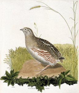 Planche zoologique (ornithologie) : Caille mâle (caille des blés ou coturnix coturnix). Illustration dans « L