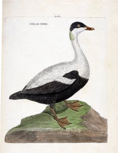 Carte zoologique (ornithologie) : eider à duvet (somateria mollissima). Illustration dans « L