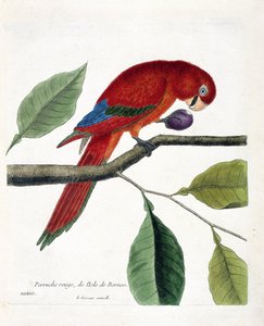 Planche zoologique (ornithologie) : Perruche rouge de l