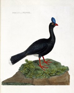 Planche zoologique (ornithologie) : Le hocco ou pierre (Hocco à pierre ou pauxi pauxi). Illustration dans « L