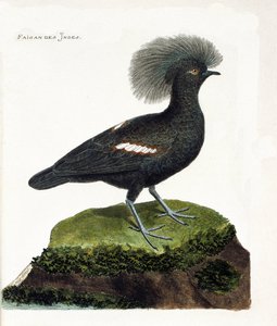 Planche zoologique (ornithologie) : Le faisan d