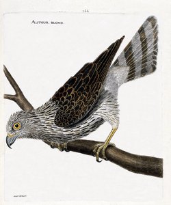 Planche zoologique (ornithologie) : autour des palombes (accipiter gentilis) sur une branche. Illustration dans « L