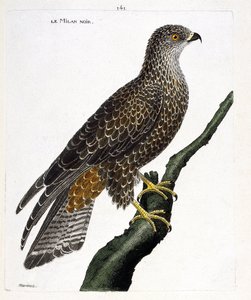 Planche zoologique (ornithologie) : milan noir (milvus migrans) sur une branche. Illustration dans « L