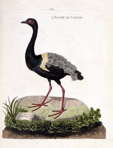 Carte zoologique (ornithologie) : agami trompette (psophia crepitans). Illustration dans « L
