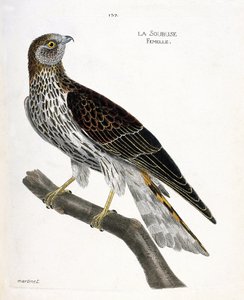 Planche zoologique (ornithologie) : Femelle soubuse (busard Saint-Martin ou circus cyaneus) sur une branche. Illustration dans « L