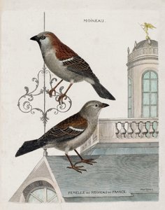 Planche zoologique (ornithologie) : de haut en bas : le moineau et la femelle du moineau de France (passer domesticus). Illustration dans « L