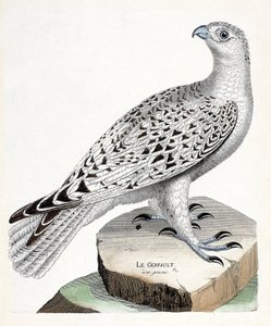 Carte zoologique (ornithologie) : faucon gerfaut (falco rusticolus). Illustration dans « L