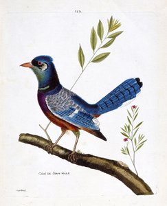 Planche zoologique (ornithologie) : Geai mâle de Siam (geai bleu ou cyanocitta cristata) sur une branche. Illustration dans « L