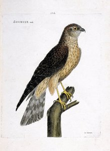 Planche zoologique (ornithologie) : mâle busard Saint-Martin (circus cyaneus) sur une branche. Illustration dans « L
