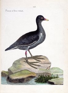 Carte zoologique (ornithologie) : gallinule poule-d