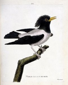 Planche zoologique (ornithologie) : étourneau rose (étourneau rosé ou sturnus roseus) sur une branche. Illustration dans « L