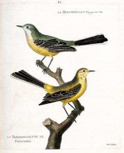 Planche zoologique (ornithologie) : la bergeronnette printanière (motacilla flava) sur une branche. Illustration dans « L