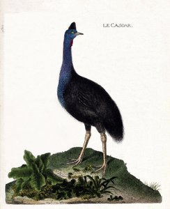 Tableau zoologique (ornithologie) : le casoar (casuarius casuarius). Illustration dans « L
