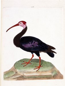 Planche zoologique (ornithologie) : Le courlis a une tête nue du cap de Bonne-Espérance (ibis du cap ou geronticus calvus). Illustration dans « L