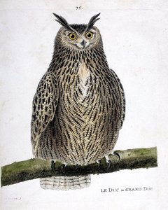 Planche zoologique (ornithologie) : le duc ou grand-duc (grand-duc ou bubo bubo) sur une branche. Illustration dans « L