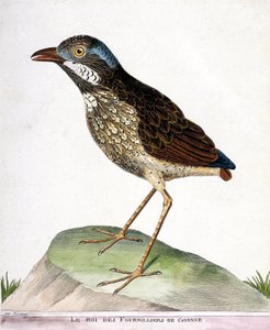 Tableau zoologique (ornithologie) : le roi des quatre-mille de Cayenne (grallaria varia). Illustration dans « L