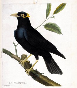 Planche zoologique (ornithologie) : le mainate religieux (gracula religiosa) sur une branche. Illustration dans « L