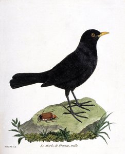 Planche zoologique (ornithologie) : le merle noir mâle (turdus merula). Illustration dans « L