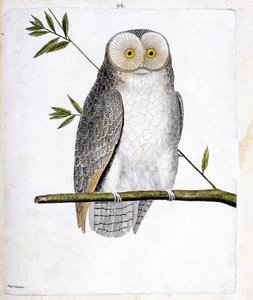 Planche zoologique (ornithologie) : la chouette (chouette effraie ou Tyto Alba) sur une branche. Illustration dans « L
