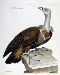 Planche zoologique (ornithologie) : Le percnoptère (vautour fauve ou gyps fulvus). Illustration dans « L